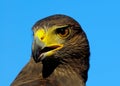 Golden Eagle