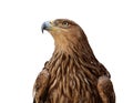 Golden eagle Royalty Free Stock Photo