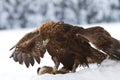 Golden Eagle