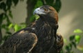 Golden eagle