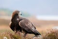 Golden Eagle Royalty Free Stock Photo