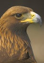 Golden Eagle Royalty Free Stock Photo