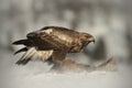 Golden Eagle