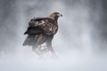 Golden Eagle Royalty Free Stock Photo