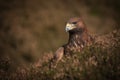 Golden Eagle Royalty Free Stock Photo