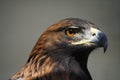 Golden eagle Royalty Free Stock Photo