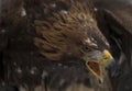 Golden eagle Royalty Free Stock Photo