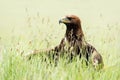 Golden Eagle