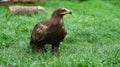 Golden eagle at the air show in Saarburg. Animal photo of the elegant bird