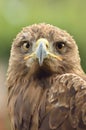 Golden eagle Royalty Free Stock Photo