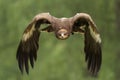 Golden Eagle (Aquila chrysaetos) Royalty Free Stock Photo