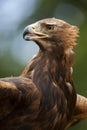 A Golden Eagle (Aquila chrysaetos) Royalty Free Stock Photo