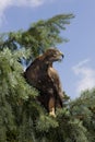 Golden Eagle, aquila chrysaetos, Adult calling Royalty Free Stock Photo