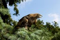 Golden Eagle, aquila chrysaetos, Adult calling Royalty Free Stock Photo