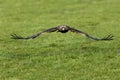 Golden Eagle, aquila chrysaetos, Adult in Flight Royalty Free Stock Photo