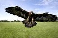 Golden Eagle, aquila chrysaetos, Adult in Flight Royalty Free Stock Photo