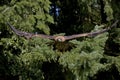 Golden Eagle, aquila chrysaetos, Adult in Flight Royalty Free Stock Photo