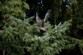 Golden Eagle, aquila chrysaetos, Adult in Flight, Taking off Fron Tree Royalty Free Stock Photo