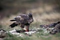 The golden eagle Aquila chrysaetos. The adult male is fed on the feedstock Royalty Free Stock Photo