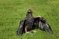 Golden Eagle, aquila chrysaetos, Adult with Prey in its Claws Royalty Free Stock Photo