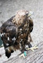 Golden eagle (Aquila chrysaetos) in captivity Royalty Free Stock Photo