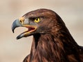 Golden Eagle Aquila chrysaetos portrait