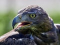 Golden Eagle Aquila chrysaetos portrait Royalty Free Stock Photo