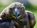 Golden Eagle Aquila chrysaetos portrait Royalty Free Stock Photo