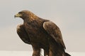 Golden Eagle (Aquila chrysaetos) Royalty Free Stock Photo