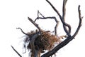 Golden Eagle (Aquila chrysaetos) Erect Nest on Tree Isolated on a White Background with Copy Text Space. Royalty Free Stock Photo