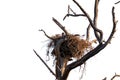 Golden Eagle (Aquila chrysaetos) Erect Nest on Tree Isolated on a White Background with Copy Text Space. Royalty Free Stock Photo