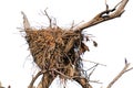 Golden Eagle (Aquila chrysaetos) Erect Nest on Tree Isolated on a White Background with Copy Text Space. Royalty Free Stock Photo