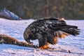 Golden Eagle Royalty Free Stock Photo