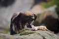 Golden Eagle, Aquila chrysaetos, feeding on kill Deer in the rock stone mountains Royalty Free Stock Photo