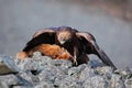 Golden Eagle, Aquila chrysaetos, feeding on kill Red Fox high in the stone mountains Royalty Free Stock Photo