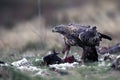 The golden eagle Aquila chrysaetosfeeding the male eagle to the prey