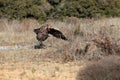 The golden eagle Aquila chrysaetos female flying across the meadow Royalty Free Stock Photo