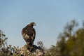 Golden Eagle (Aquila chrysaetos) female on the rock of the top of a mountain. Royalty Free Stock Photo