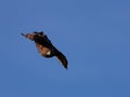 Golden Eagle Aquila chrysaetos flying Royalty Free Stock Photo