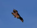 Golden Eagle Aquila chrysaetos flying Royalty Free Stock Photo