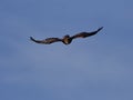 Golden Eagle Aquila chrysaetos flying Royalty Free Stock Photo