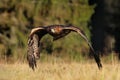 Golden eagle, Aquila chrysaetos, flying over meadow in forest. Bird of prey in flight with spread wings. Eagle during hunting. Royalty Free Stock Photo