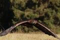 Golden eagle, Aquila chrysaetos, flying over meadow in forest. Bird of prey in flight with spread wings. Eagle during hunting. Royalty Free Stock Photo