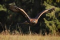 Golden eagle, Aquila chrysaetos, flying over meadow in forest. Bird of prey in flight with widely spread wings. Royalty Free Stock Photo