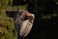 Golden eagle, Aquila chrysaetos, flying over meadow in forest. Bird of prey in flight with widely spread wings. Wildlife scene Royalty Free Stock Photo