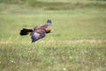 The golden eagle Aquila chrysaetos flying over the meadow. Male golden eagle flying in the Spanish mountains Royalty Free Stock Photo