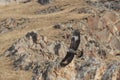 Golden Eagle Aquila chrysaetos flying over a mountain cliff in SiChuan, China Royalty Free Stock Photo