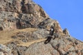 Golden Eagle Aquila chrysaetos flying over a mountain cliff in SiChuan, China Royalty Free Stock Photo