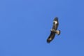 Golden Eagle Aquila chrysaetos flying over a mountain cliff in SiChuan, China