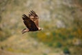 Golden eagle Aquila chrysaetos flying over the rock. Male golden eagle flying in the Spanish mountains Royalty Free Stock Photo